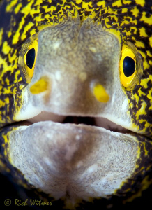 Friendly Face.  D300/Inon Strobes/105mm. by Richard Witmer 